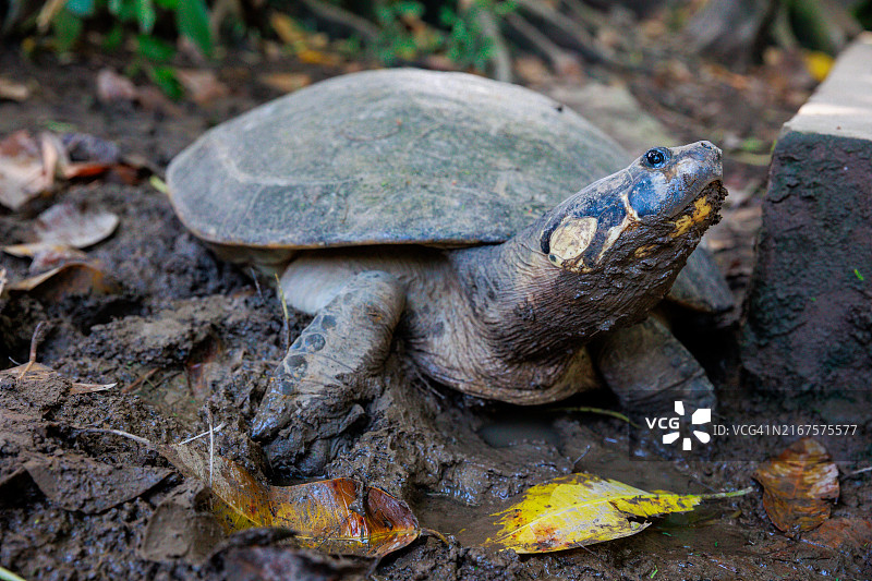前景中的陆龟图片素材
