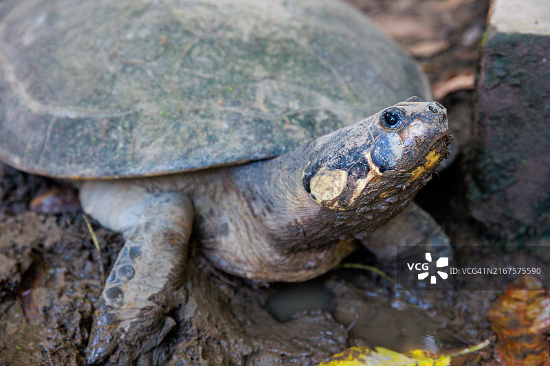 前景中的陆龟图片素材