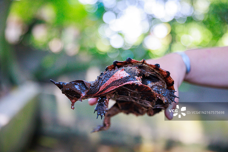 秘鲁丛林中的玛塔玛塔龟图片素材