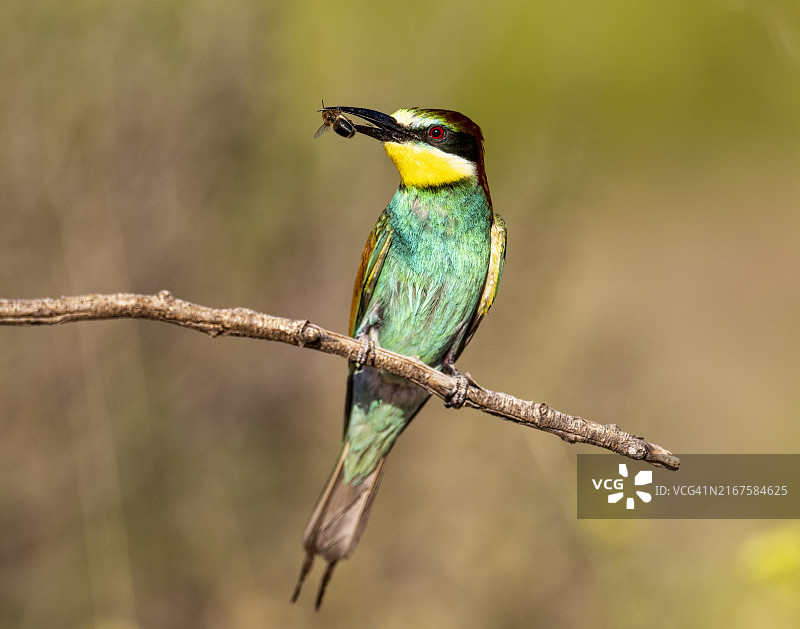 欧洲蜂虎，栖息在树枝上，喙里叼着捕获的蜜蜂图片素材