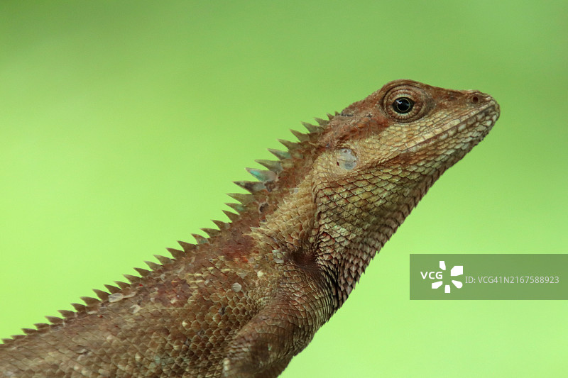 东方园林蜥蜴（Calotes versicolor）的肖像图片素材