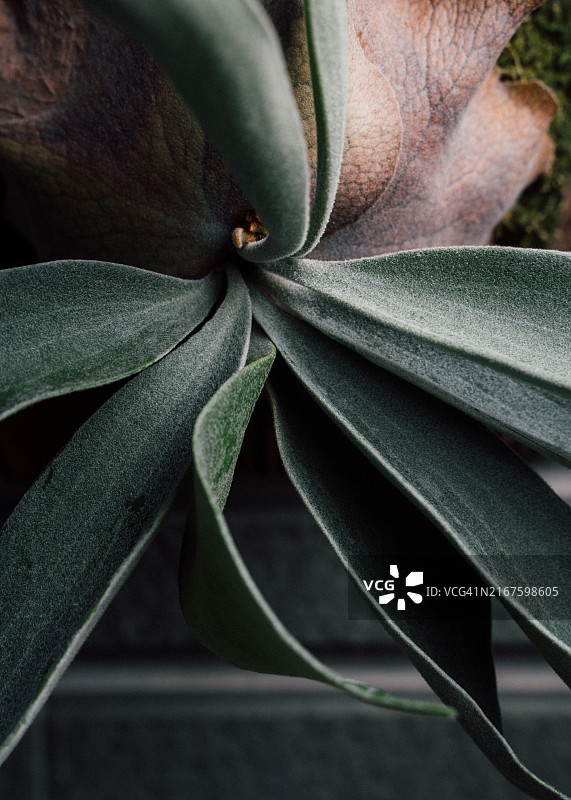 具有优美卷曲叶片的独特鹿角蕨图片素材