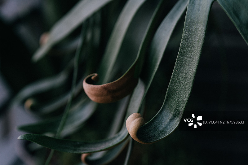 具有优美卷曲叶片的独特鹿角蕨图片素材