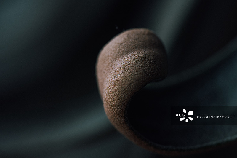 具有优美卷曲叶片的独特鹿角蕨图片素材