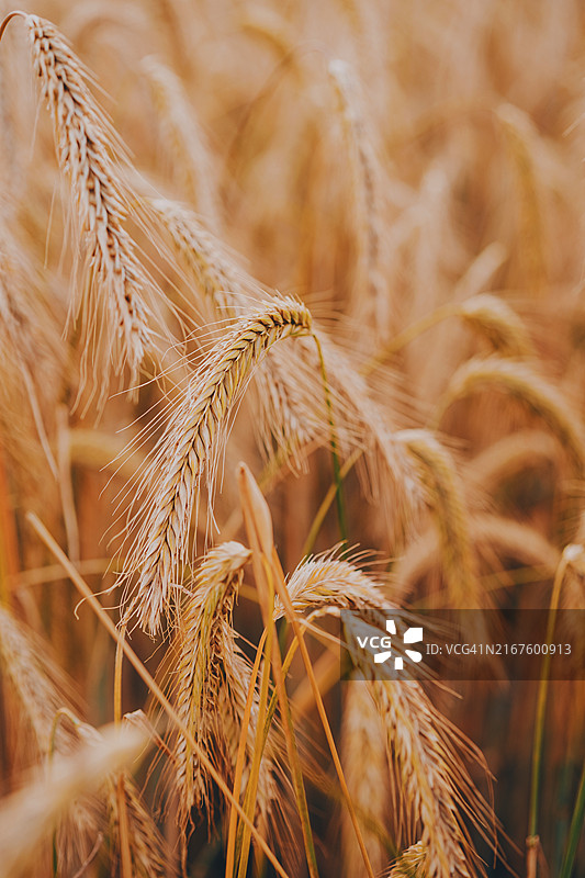 金色的成熟麦田图片素材