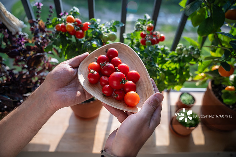 男子在阳台上展示新鲜的有机樱桃番茄图片素材