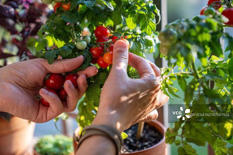男子在窗台上采摘成熟的樱桃番茄特写，自给自足图片素材