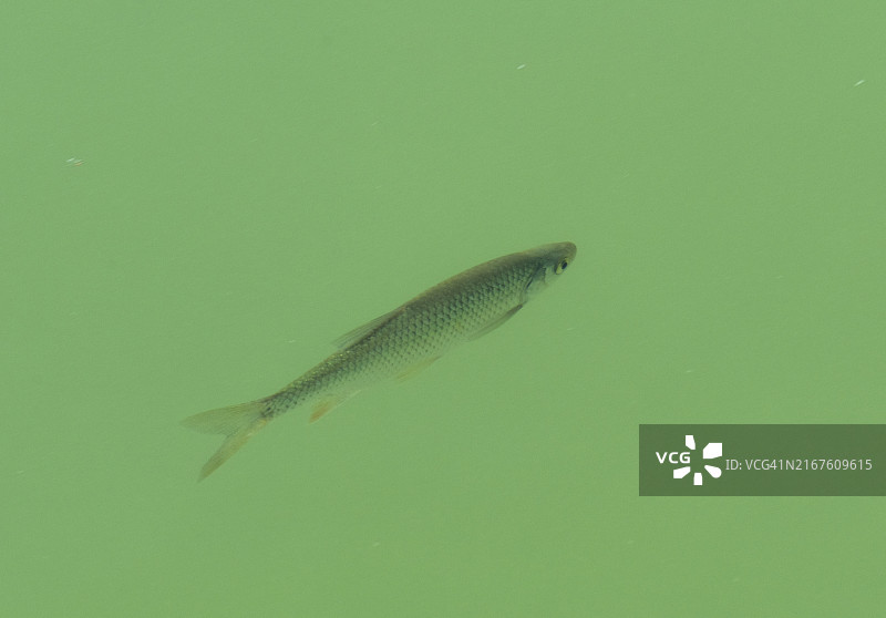 绿水中的鱼图片素材