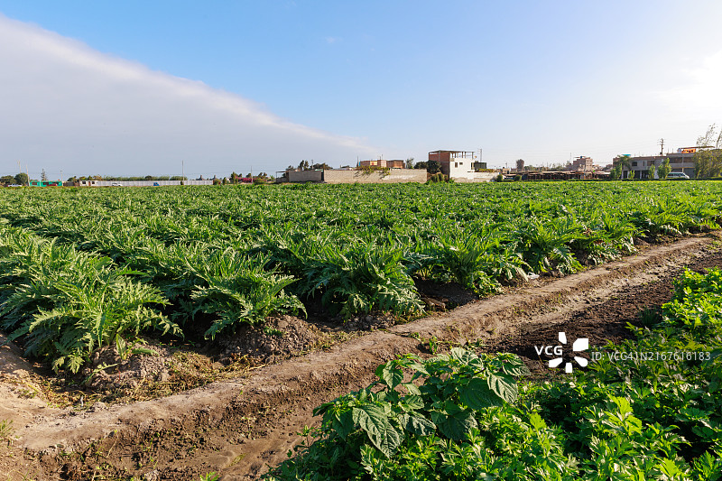 秘鲁阿雷基帕，卡马纳山谷的农田图片素材