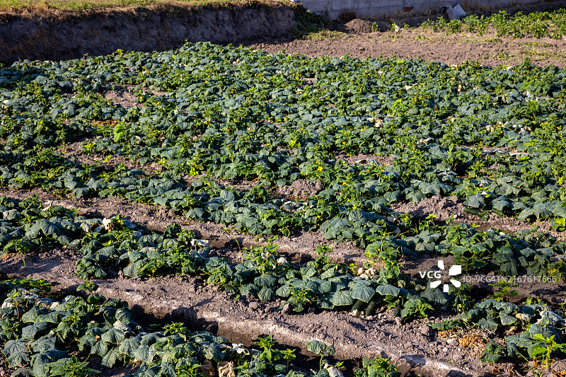 秘鲁阿雷基帕，卡马纳山谷的农田图片素材