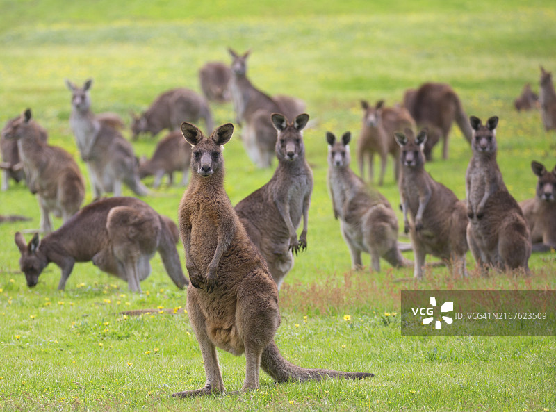 田野中的袋鼠图片素材