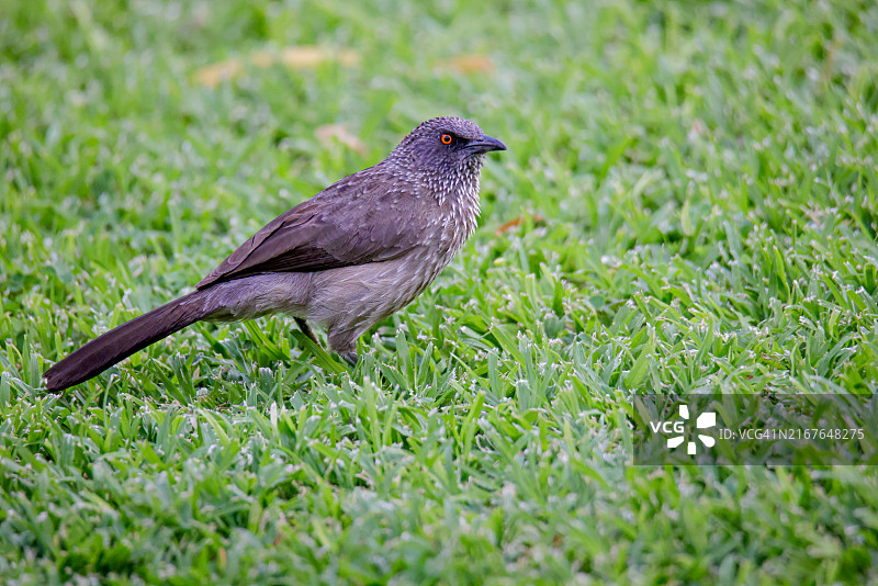 在博茨瓦纳乔贝国家公园觅食的箭纹鹛图片素材