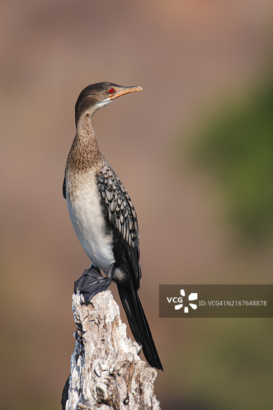 博茨瓦纳乔贝国家公园栖息在树枝上的鸬鹚图片素材