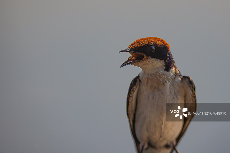 博茨瓦纳乔贝国家公园的针尾燕鸣叫图片素材