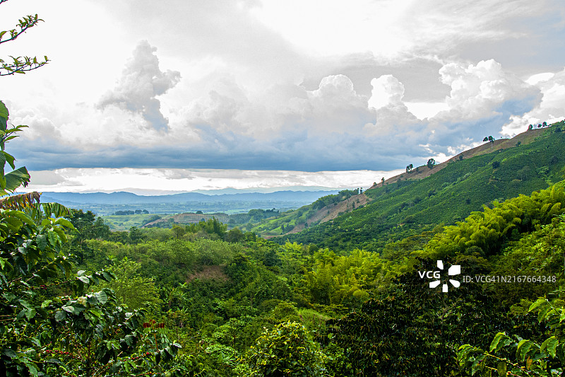 哥伦比亚金迪奥省布埃纳维斯塔咖啡农场全景图片素材