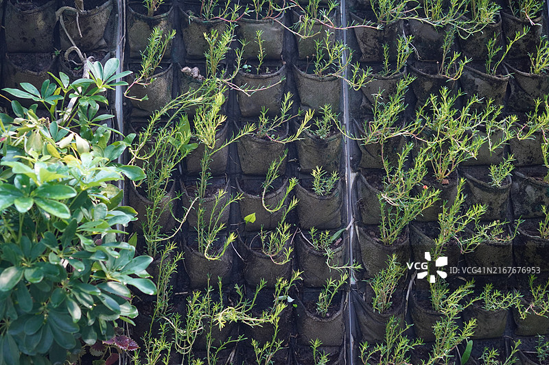 墙壁悬挂树图片素材