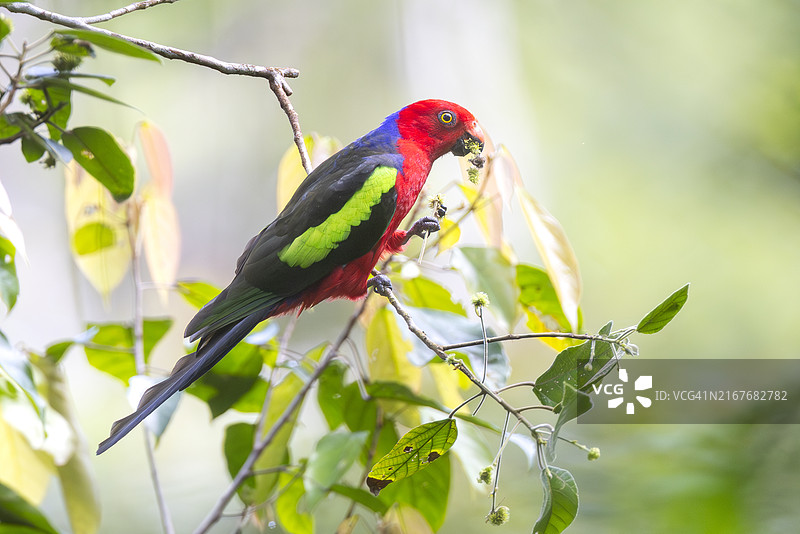 巴布亚国王鹦鹉，巴布亚新几内亚图片素材
