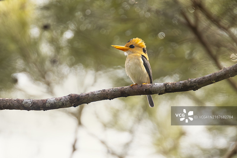 巴布亚新几内亚黄嘴翠鸟图片素材