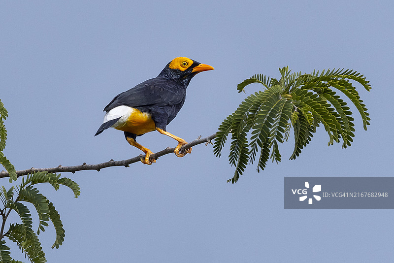 黄脸金丝燕，巴布亚新几内亚图片素材