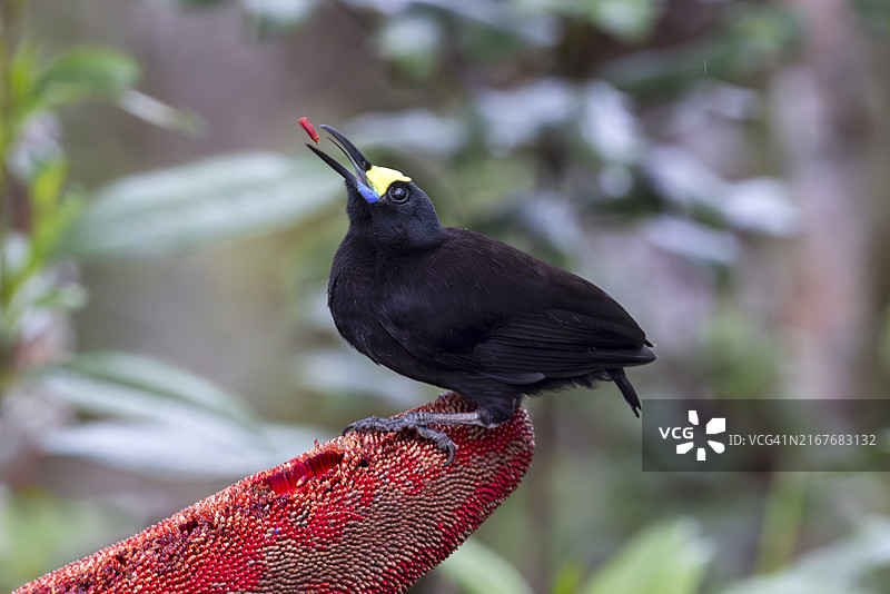 短尾 Paradigalla，巴布亚新几内亚图片素材