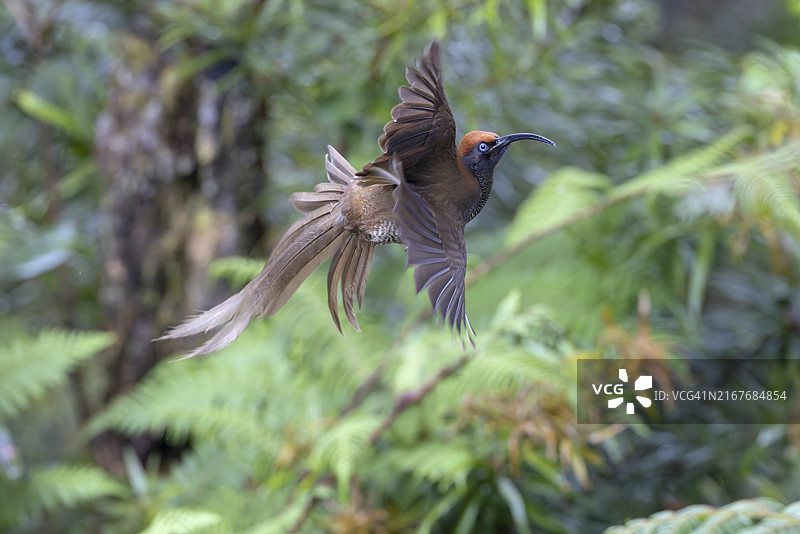 巴布亚新几内亚的棕色镰嘴蜂鸟图片素材