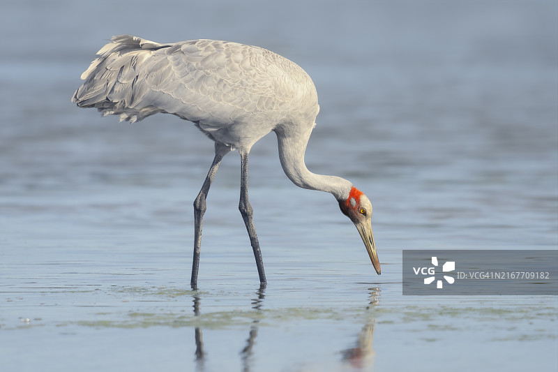 澳洲浅水中觅食的野生雄性澳洲鹤图片素材