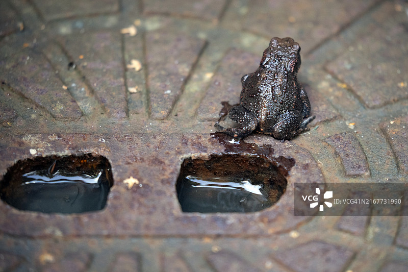 在沙井盖上休息的年轻普通蟾蜍，德国图片素材