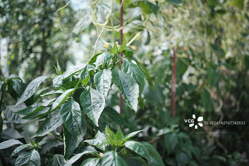 在温室里种植辣椒。有机园艺理念，温室作物图片素材