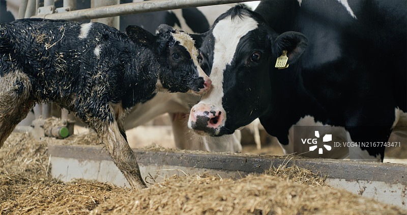谷仓里的小牛犊和母牛图片素材