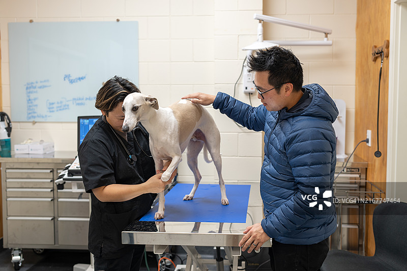 在兽医诊所接受护理的格雷伊猎犬图片素材