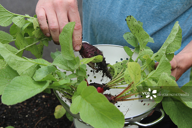 男人从菜园里采摘萝卜的特写图片素材