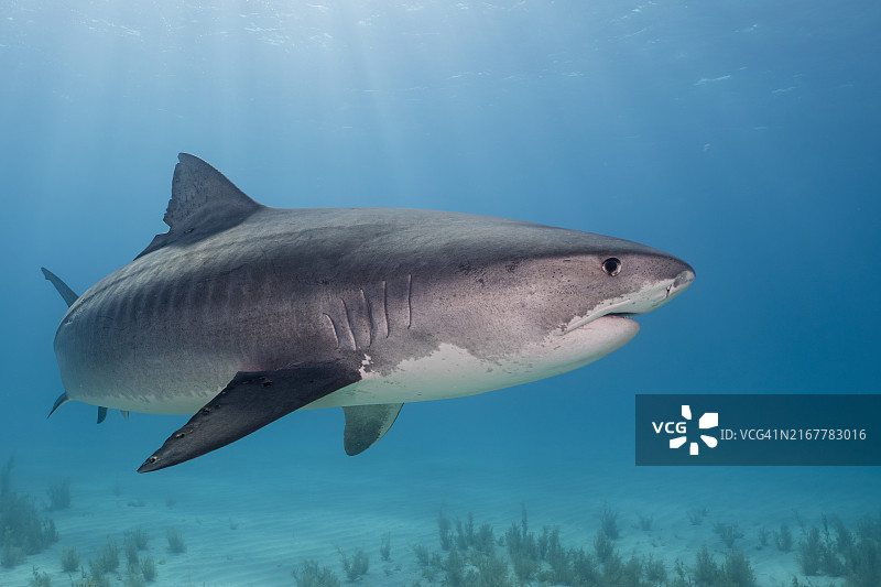 巴哈马海草上的虎鲨图片素材