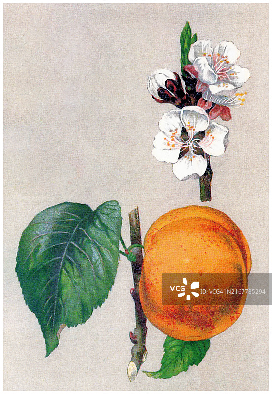 杏子植物彩色石印插图图片素材