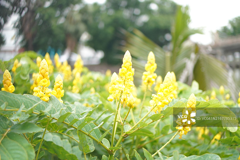 翼柄决明图片素材