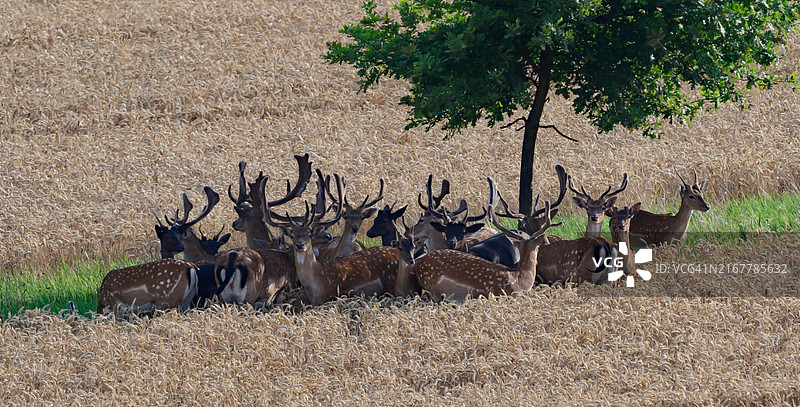 捷克摩拉瓦尼地区田野上的鹿群高角度视图图片素材