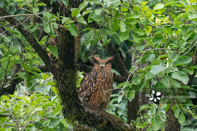 树上的横斑林鸮图片素材
