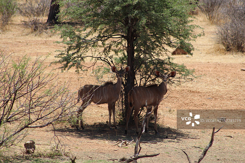 田野上行走的鹿群的景色图片素材