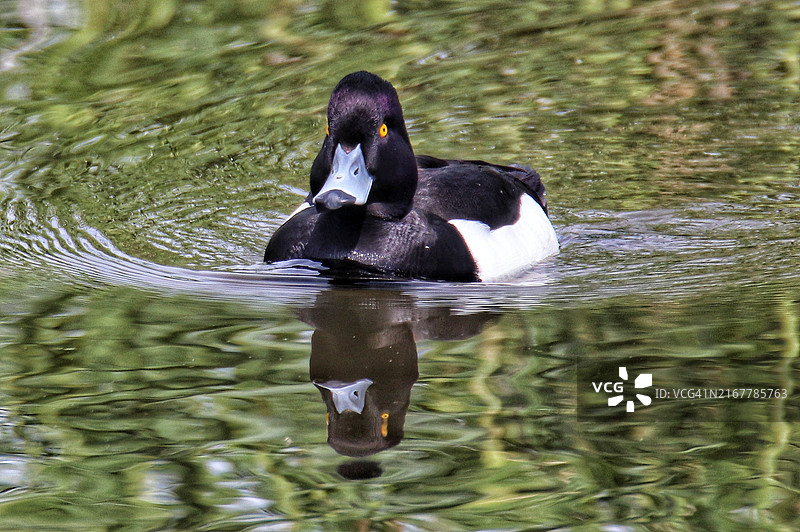 水中游泳的黑鸭子图片素材