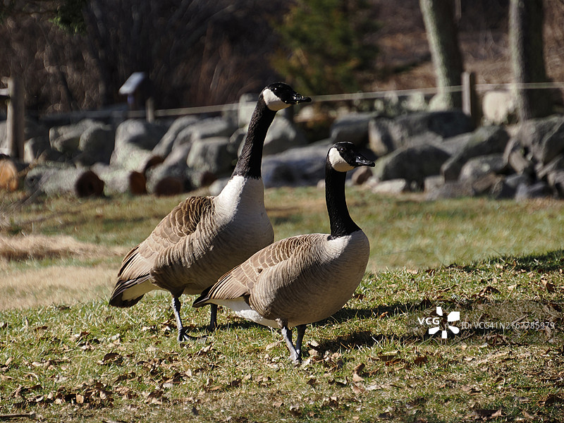 加拿大鹅，诺福克，马萨诸塞州，美国图片素材