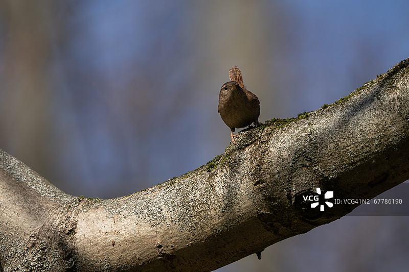 树枝上的鸣禽图片素材