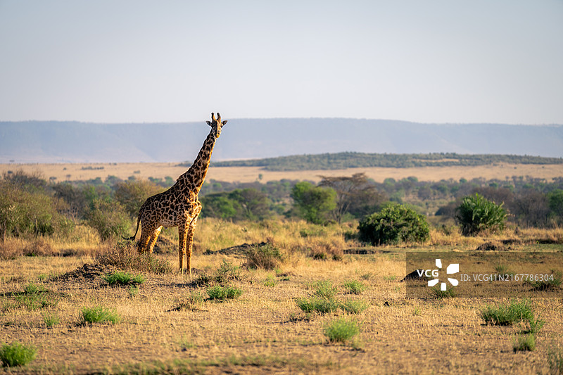 长颈鹿在路上行走的侧面照片图片素材