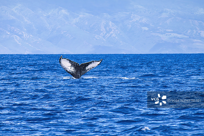独特的黑白座头鲸尾巴，美国夏威夷图片素材