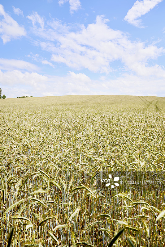 夏季田野里的谷物，乡村风光图片素材