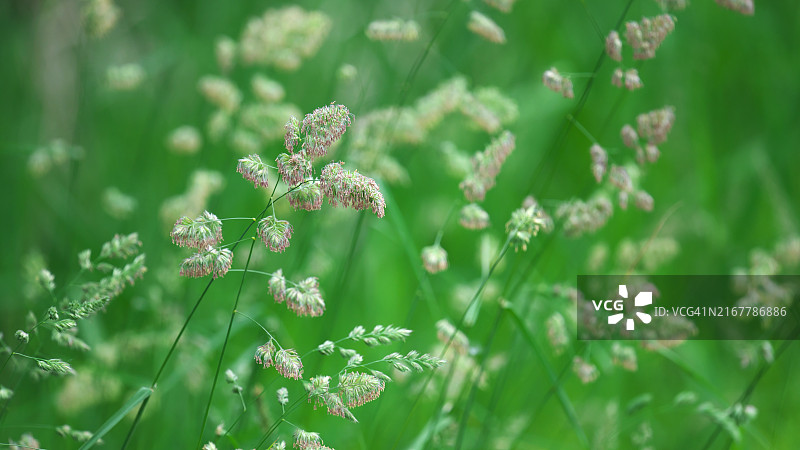 鸭茅（Dactylis glomerata）-禾本科多年生开花植物，被称为鸡脚草或猫草 - 正在结籽 - 广角镜头。图片素材