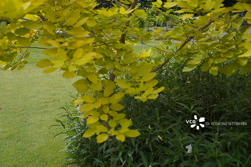 绿色叶子图片素材