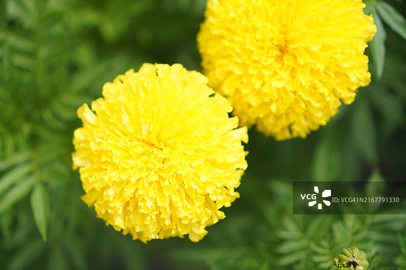 花园自然背景中的非洲万寿菊黄花图片素材