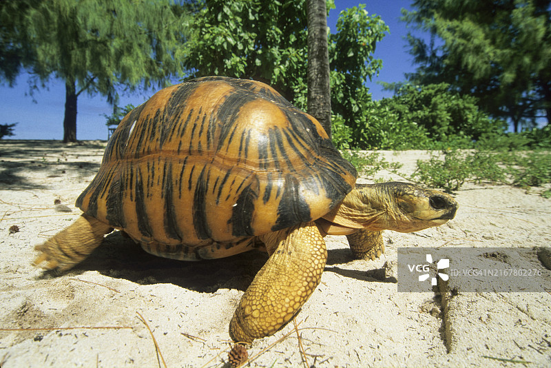 非洲印度洋塞舌尔鸟岛海滩上的海龟图片素材