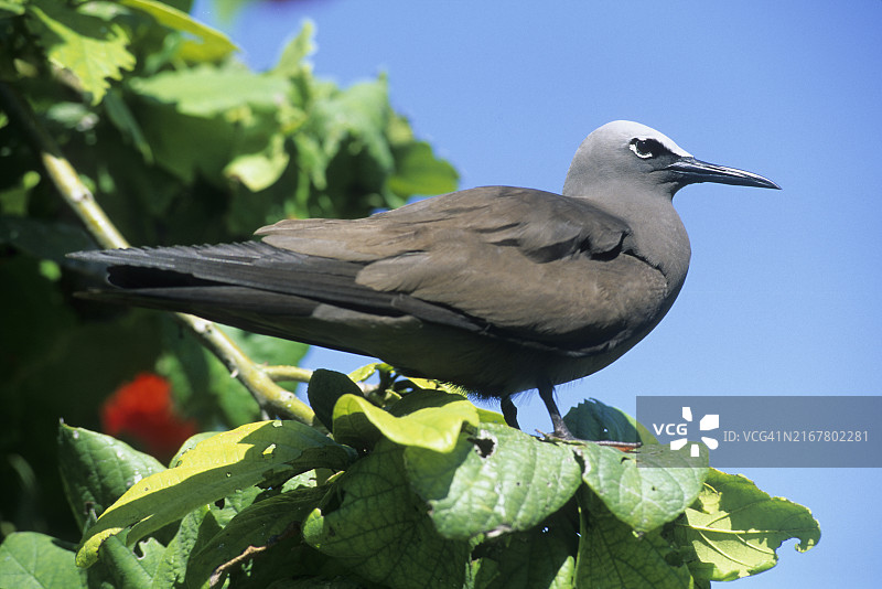 暗色小燕鸥，鸟岛，塞舌尔共和国，印度洋，非洲图片素材
