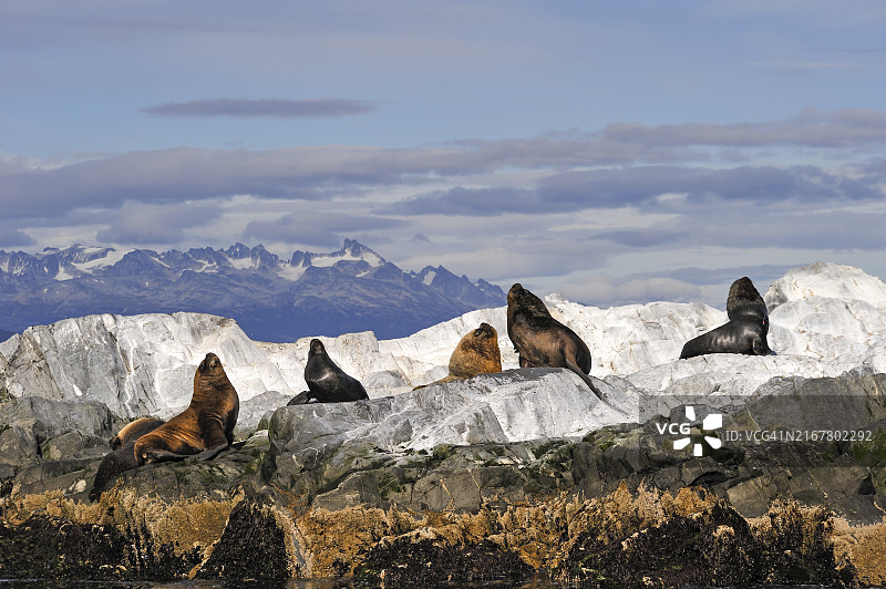 南美洲阿根廷火地岛乌斯怀亚比格尔海峡中的海狮图片素材