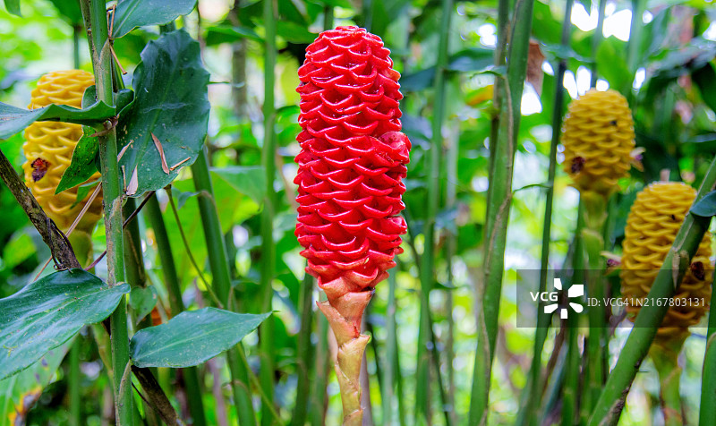 蜂巢姜，一种从根茎生长到七英尺以上的落叶植物，厄瓜多尔，南美洲图片素材